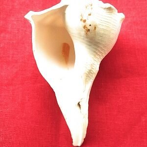 दक्षिणावर्ती शंख Dakshinavarti shankh 10 cm