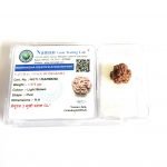 3 मुखी रुद्राक्ष नेपाली 3 Face Rudraksha 3 mukhi teen mukhi