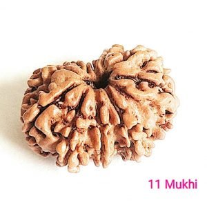 असली 11 मुखी नेपाली रुद्राक्ष असली जैसे भगवान शिव 11 mukhi nepali rudraksha