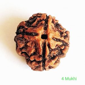 4 mukhi rudraksha