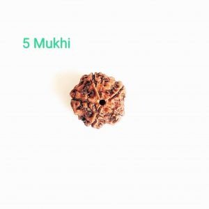 5 mukhi rudraksha