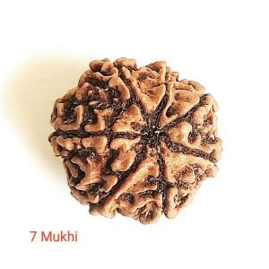 7 mukhi