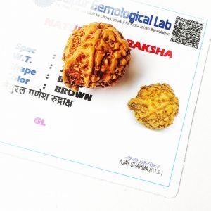गणेश रुद्राक्ष असली नेपाली असली जैसे भगवान शिव ganesha rudraksha lab certified