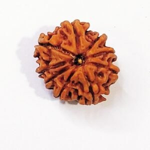 9 मुखी देवी रुद्राक्ष 9 mukhi Rudraksha Nepali
