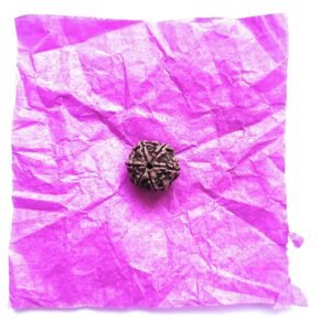 6 मुखी नेपाली रुद्राक्ष नेपाली असली जैसे भगवान शिव 6 face nepali rudraksha certified on Sale