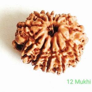 12 MUKHI RUDRAKSH