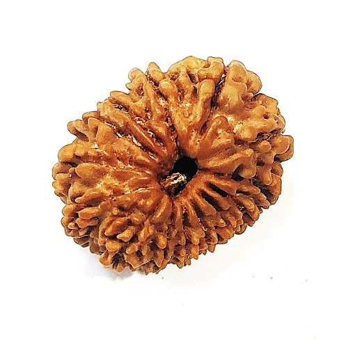 14 MUKHI RUDRAKSHA