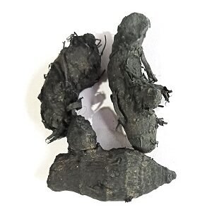 काली हल्दी Kali haldi 2 pieace