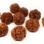 20 mm असली 5 मुखी नेपाली रुद्राक्ष 5 mukhi nepali rudraksha panch mukhi 20 mm